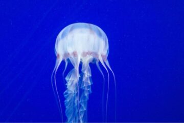 7 Dangerous Animals in Hawaii You Should Never Ignore