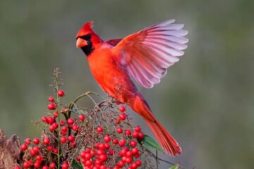 Cardinals in Virginia Have Secrets Most People Don’t Know