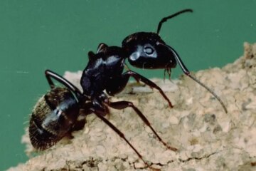 15 Biting Ants in Maryland (With Pictures and Identification)
