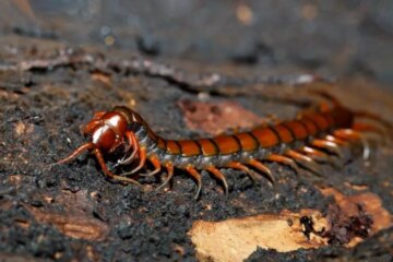 Centipedes in Indiana Move in Ways Few People Understand