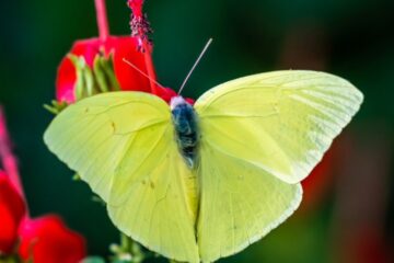12 Stunning Yellow Butterflies in Texas (Pictures and Identification)