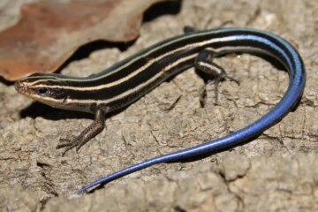 3 Types of Lizards in Minnesota (With Pictures and Identification)