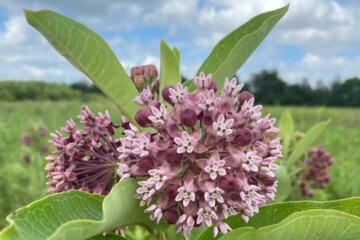 13 Types of Milkweed in Ohio (With Pictures and Identification)