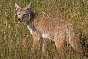 What Texans Should Know About Coyote Behavior Near Homes