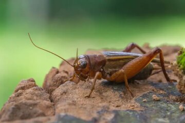 How Insects in Arizona Survive Weeks Without Water