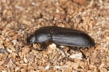 8 Nevada Desert Insects That Can Survive Without Water
