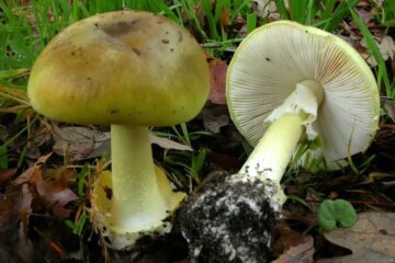 15 Poisonous Mushrooms in California (Pictures and Identification)
