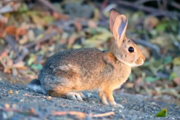 6 Types of Wild Rabbits in Nevada (With Pictures and ID Guide)