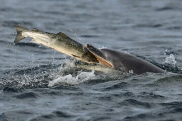 The Hidden Diet of Dolphins Living Near California Shores