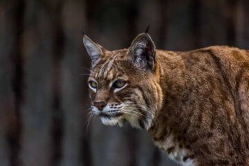 Do Bobcat–House Cat Hybrids Actually Exist in Florida?