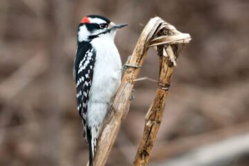 14 Woodpeckers in New Mexico (With Pictures and Identification)