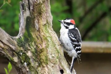9 Types of Woodpeckers in Kansas (Pictures and Identification)
