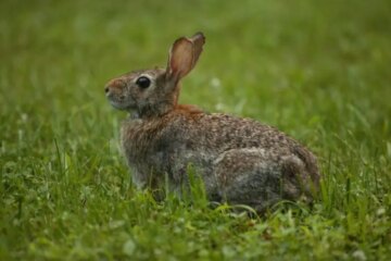 3 Types of Wild Rabbits in Vermont (Pictures and Identification)
