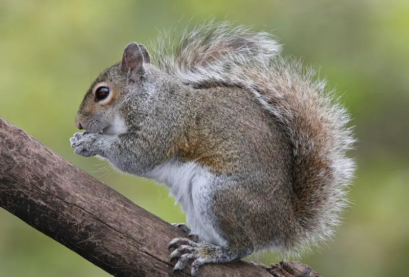 Squirrels in Connecticut