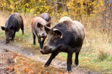 3 Types of Feral Pigs in Tennessee (With Pictures and ID Guide)