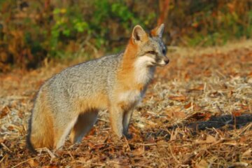 How Foxes in Vermont Survive Harsh Winters So Easily