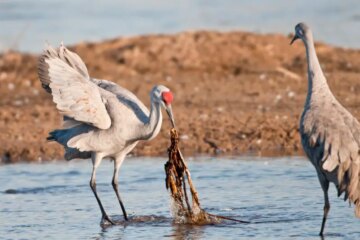 Fun Facts About Florida Sandhill Cranes Most People Don’t Know