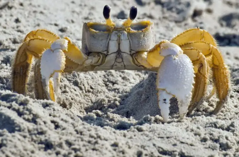 Ghost Crabs in South Carolina Beaches