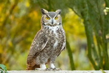 11 Types of Owls in New Jersey (With Pictures and Identification)