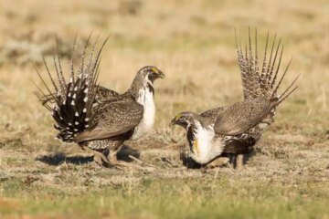 5 Types of Wild Grouse in Idaho (With Pictures and Identification)