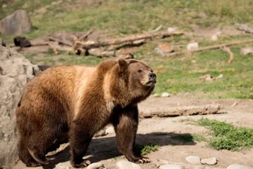 Why Grizzly Bears in Montana Change Diet Before Winter