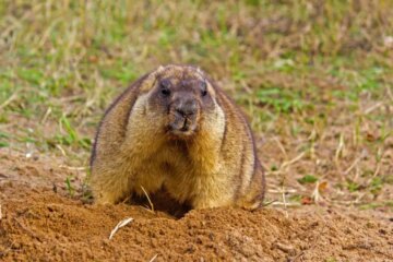 Groundhog Behaviors Connecticut Residents Should Know