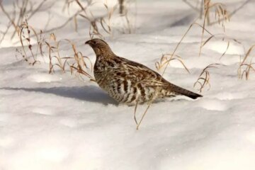 How Grouse in South Dakota Walk on Snow Without Sinking