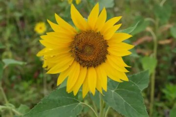 17 Types of Sunflowers in Texas (With Pictures and Identification)