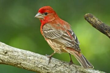 14 Types of Finches in Oklahoma (With Pictures and Identification)