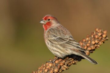 15 Types of Finches in California (With Pictures and Identification)