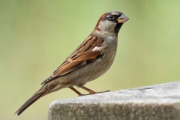 20 Types of Sparrows in Pennsylvania (Pictures and Identification)