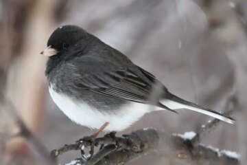 How Birds in Minnesota Stay Warm Without Migrating