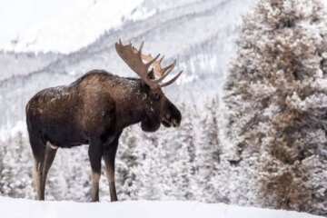How Moose in Maine Survive Winter With Limited Browse