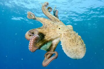 How Octopus in Hawaii Use Intelligence to Capture Food