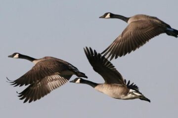 Amazing Family Behaviors of Michigan Geese You Didn’t Know