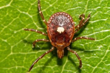 21 Dangerous Bugs in Massachusetts (Pictures and Identification)