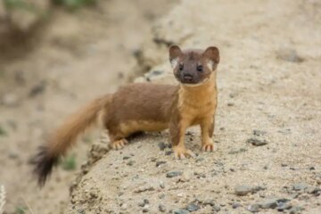 2 Types of Weasels in Oklahoma (With Pictures and Identification)