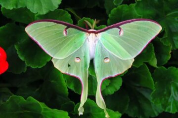 25 Types of Moths in Pennsylvania (Pictures and Identification)