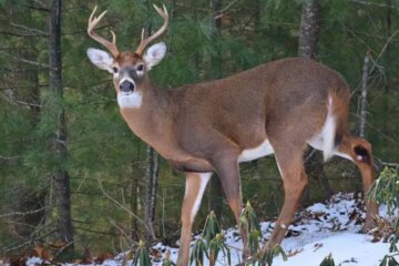 Mississippi Whitetail Hotspots Many Hunters Overlook