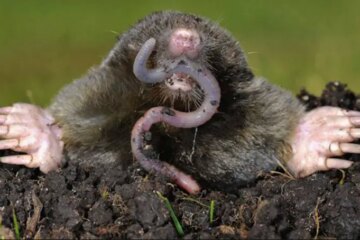 The Underground Mysteries of Moles in Kentucky Finally Revealed