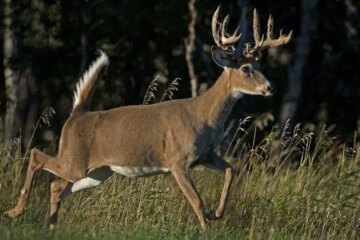New York Deer Hunting Tips for Adirondack and Northern Zones