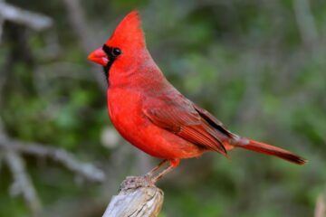 12 Types of Cardinals in California (With Pictures and Identification)