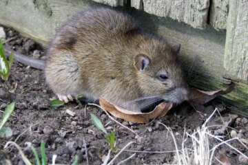 Why Norway Rats in New York Are So Hard to Control