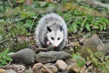 What Opossums in Tennessee Are Really Doing Around Your Home
