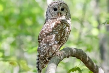 Owls in Alabama Hunt With Skills You’d Never Guess