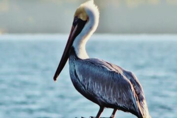 Pelicans in Louisiana Feed in Ways You Never Expected