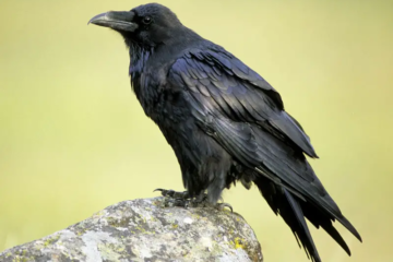 7 Birds in Utah That Follow Hikers for Miles and Why It Happens