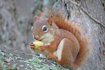 8 Types of Squirrels in Montana (With Pictures and Identification)