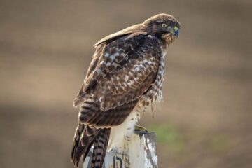10 Types of Hawks in Louisiana (With Pictures and Identification)