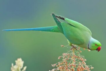 20 Types of Parrots in Hawaii (With Pictures and Identification)
